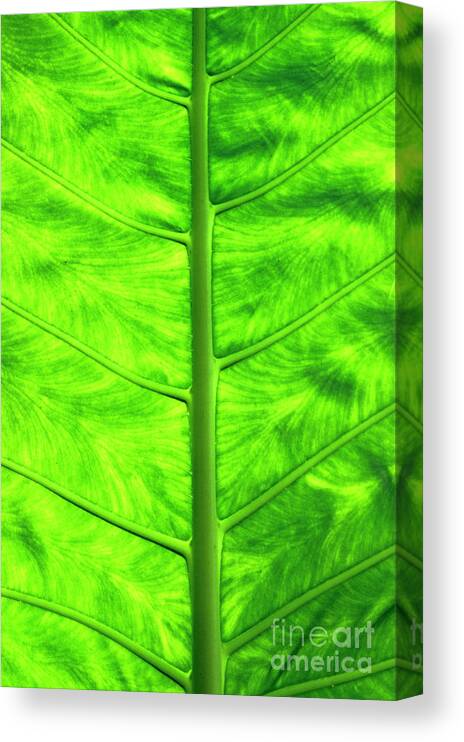 Nature Canvas Print featuring the photograph Green leaf by Sami Sarkis