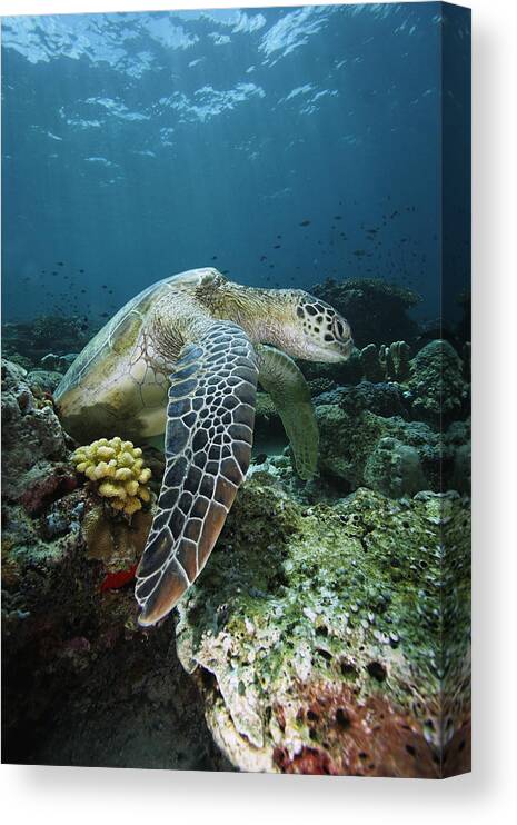 Mp Canvas Print featuring the photograph Green Sea Turtle Chelonia Mydas by Hiroya Minakuchi
