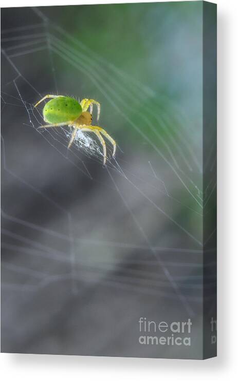 Yhun Suarez Canvas Print featuring the photograph Green Spider 1.0 by Yhun Suarez