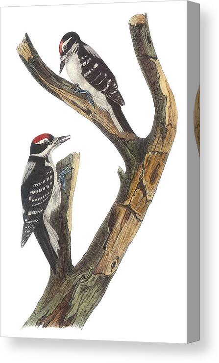 John James Audubon Canvas Print featuring the painting Hairy Woodpecker by John James Audubon