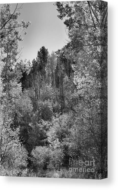 Photograph Canvas Print featuring the photograph Heart of the Aspen Forest by Vicki Pelham