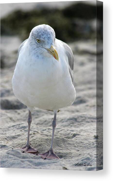 Seagull Canvas Print featuring the photograph Hey Baby You Married by Michelle Constantine