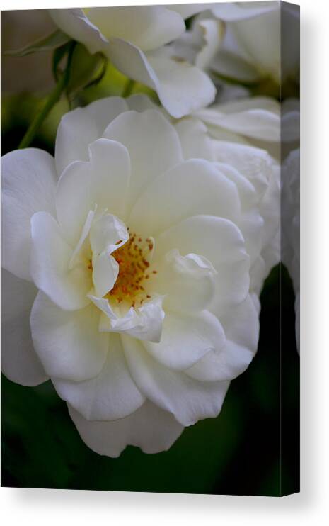 Rose Canvas Print featuring the photograph Iceberg by Ivete Basso Photography