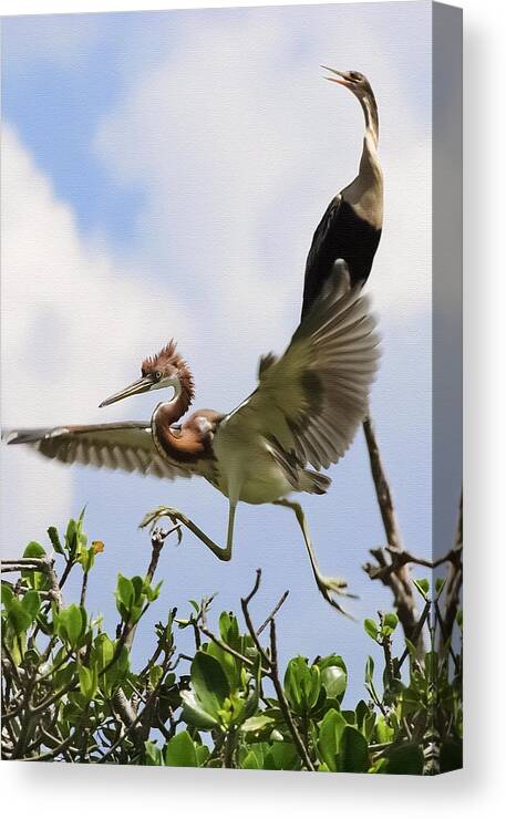 Tricolored Heron Canvas Print featuring the photograph In The Rookery by Patrick Lynch