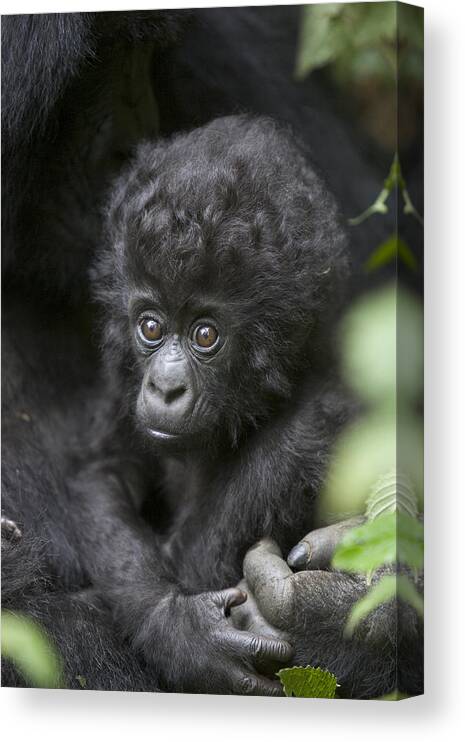 00761217 Canvas Print featuring the photograph Infant Mountain Gorilla Rwanda by Suzi Eszterhas