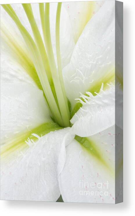 Lily Canvas Print featuring the photograph Inside a White Lily by Ann Garrett
