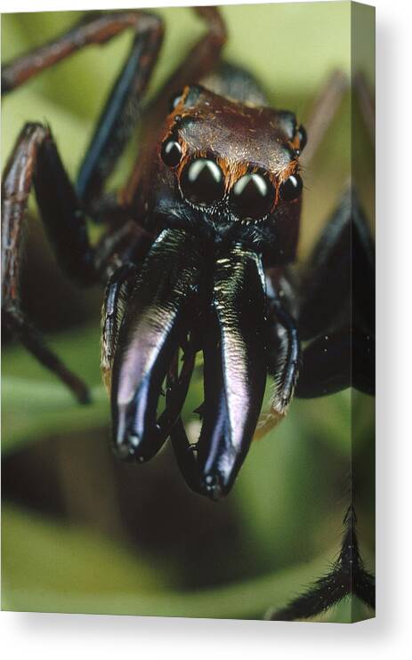 Mp Canvas Print featuring the photograph Jumping Spider Portrait, Queensland by Mark Moffett