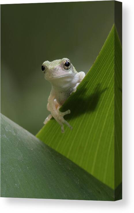 Grey Treefrog Canvas Print featuring the photograph Juvenile Grey Treefrog by Daniel Reed