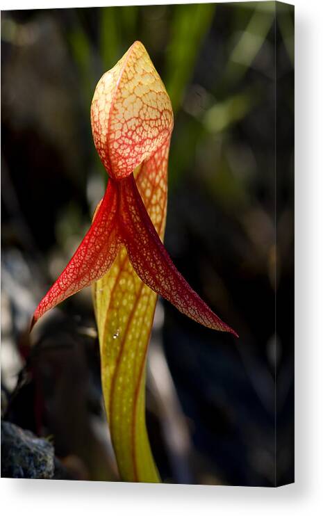 Darlingtonia Canvas Print featuring the photograph Lady in Red by Betty Depee