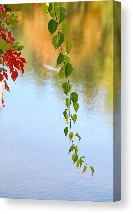 Green Vine Canvas Print featuring the photograph Languid by Mary McAvoy