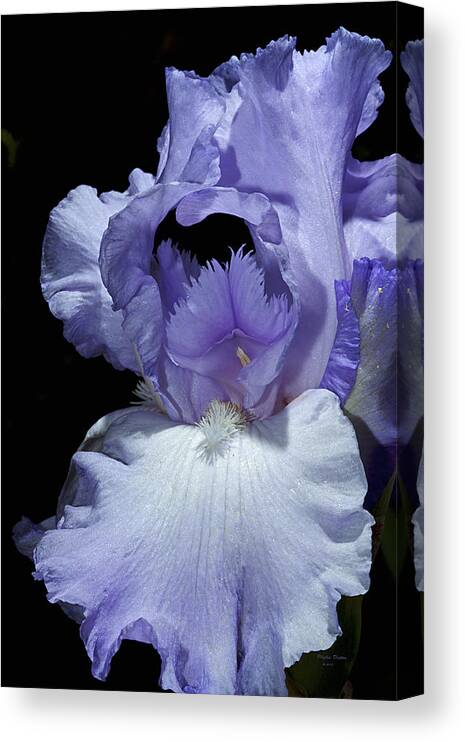 Iris Canvas Print featuring the photograph Lavender Blue Iris by Phyllis Denton