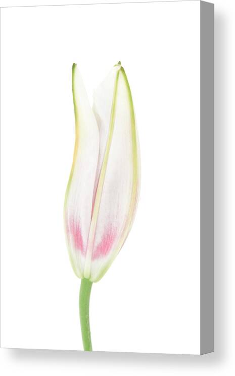 Snow Canvas Print featuring the photograph Lily in the Snow by Tom and Pat Cory