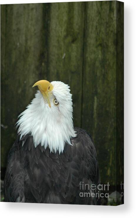 Bald Eagle Canvas Print featuring the photograph Looking up by Johanne Peale