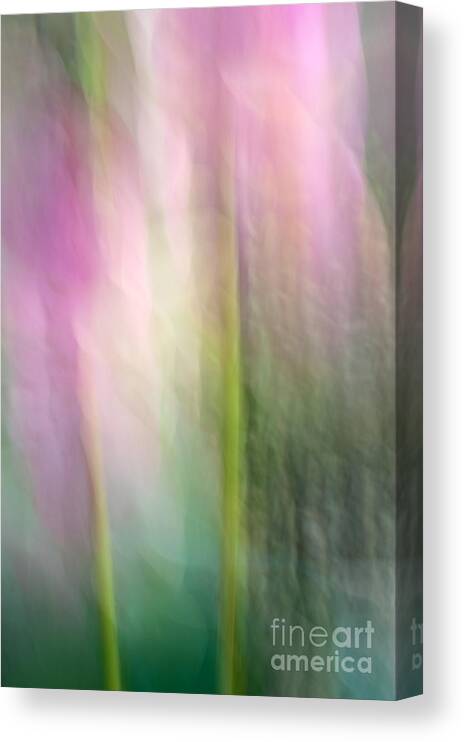 Lotus Canvas Print featuring the photograph Lotus Flower Impression by Catherine Lau
