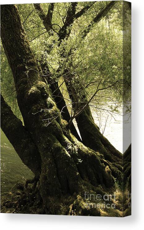 Photograph Canvas Print featuring the photograph Love On A Tree by Bruno Santoro