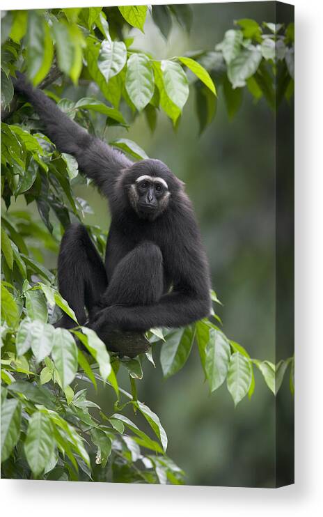 Mp Canvas Print featuring the photograph Mllers Bornean Gibbon Hylobates by Cyril Ruoso