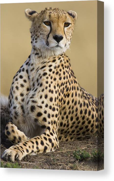 00761549 Canvas Print featuring the photograph Maasai Mara Cheetah by Suzi Eszterhas