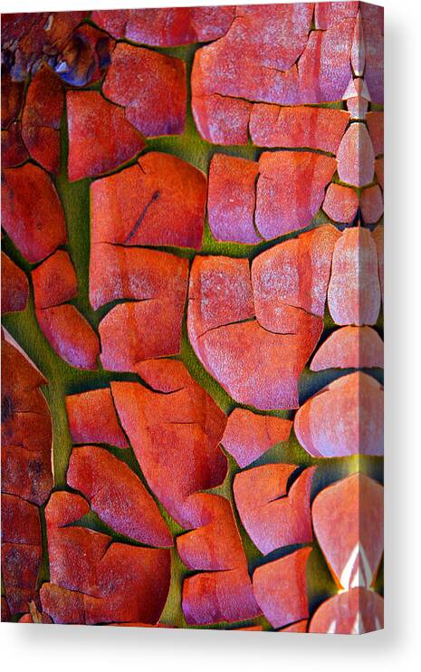Pacific Madrona Tree Bark Canvas Print featuring the photograph Madrone by Marie Jamieson