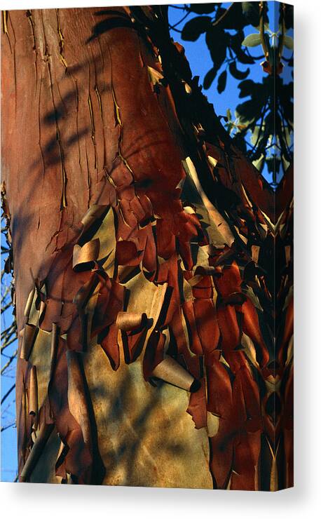 Madrone Tree Canvas Print featuring the photograph Madrone Tree Bark by Alan Sirulnikoff