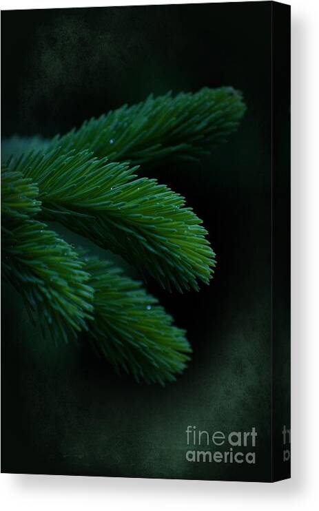 Pine Canvas Print featuring the photograph Measure Of Desire by The Stone Age