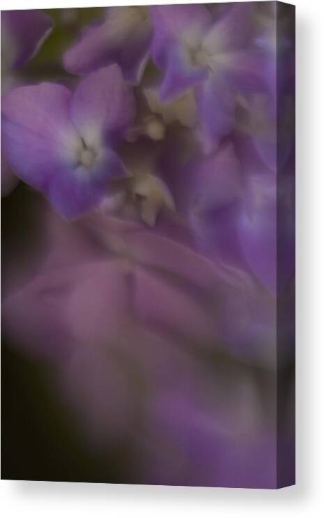 Abstract Canvas Print featuring the photograph Misty Purple by Tony Locke