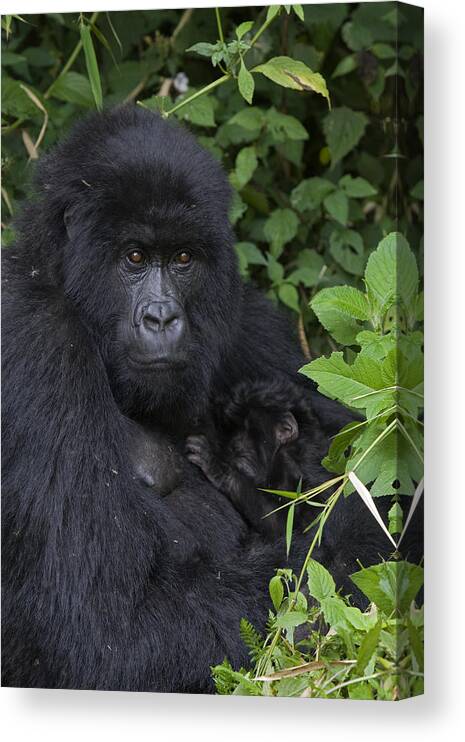 00427965 Canvas Print featuring the photograph Mountain Gorilla Mother And Infant Parc by Suzi Eszterhas