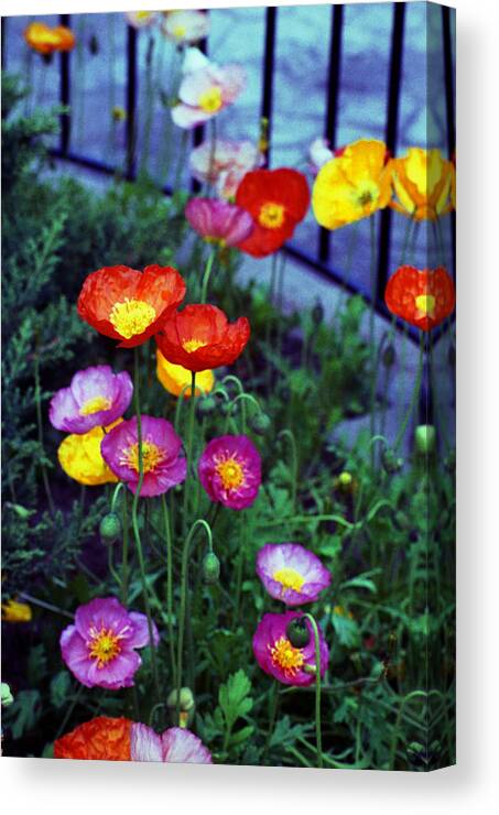 Multicolored Canvas Print featuring the photograph Multicolored by Emanuel Tanjala