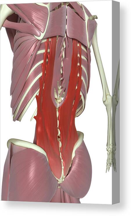 Vertical Canvas Print featuring the photograph Muscles Of The Back by MedicalRF.com