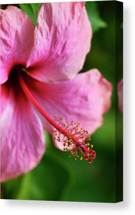 Hibiscus Canvas Print featuring the photograph My Perfect Day by Melanie Moraga