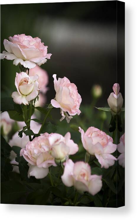 Nature Canvas Print featuring the photograph My Roses by Chad Davis