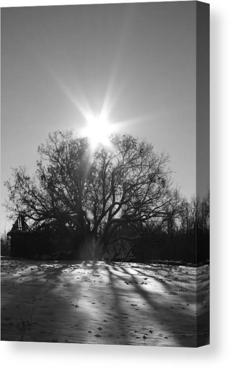 Tree Canvas Print featuring the photograph My Shadowed Roots by J C