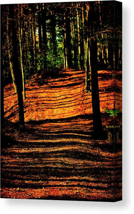 Hovind Canvas Print featuring the photograph Northern Michigan Forest 3 by Scott Hovind