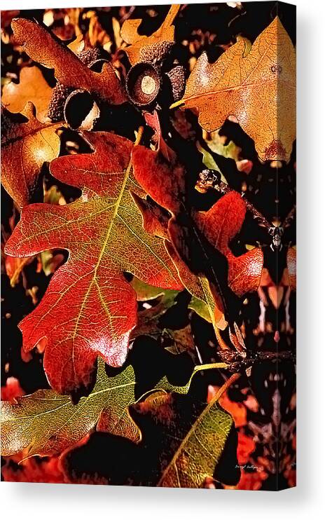  Canvas Print featuring the photograph Oak Colors by Darryl Gallegos