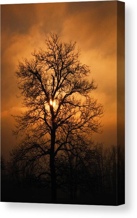 Art Canvas Print featuring the photograph Oak Tree Sunburst by Michael Dougherty