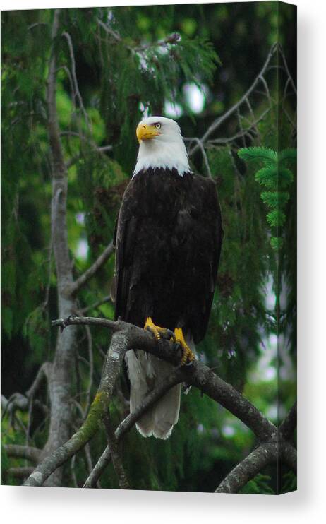 Eagle Canvas Print featuring the photograph On Guard by Wanda Jesfield
