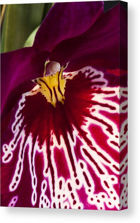 Flower Canvas Print featuring the photograph Painted Orchid ll by Shirley Mitchell
