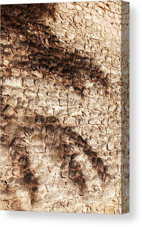 Palmera Canvas Print featuring the photograph Palm fragment by Agusti Pardo Rossello