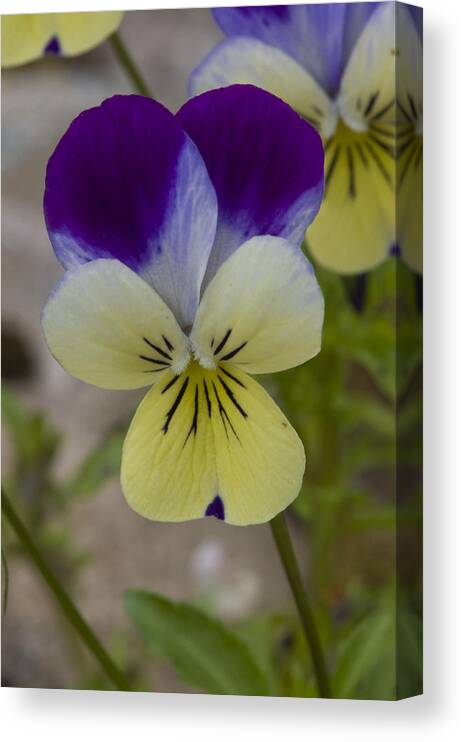 Pansy Canvas Print featuring the photograph Pansy by Rob Hemphill