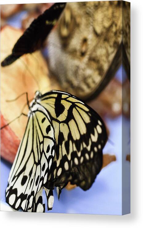 Paper Kite Butterflies Canvas Print featuring the photograph Paper Kite Butterfly by Perla Copernik