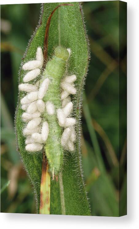 Braconid Cocoons Canvas Print featuring the photograph Parasitic Wasp Larvae On Caterpillar by Vaughan Fleming