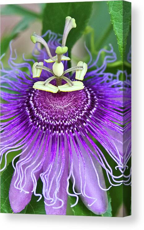 Cultivated Flowers - Plants Canvas Print featuring the photograph Passion Flower by Albert Seger