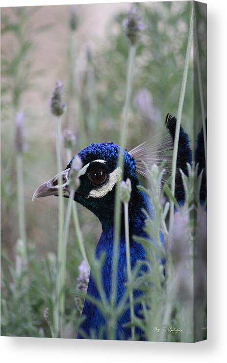 Peafowl Canvas Print featuring the photograph Peacock a boo by Amy Gallagher