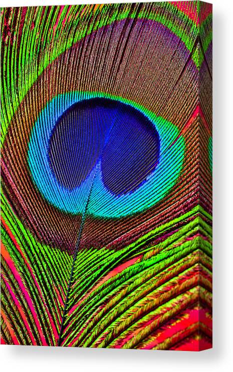 Peacock Tail Feather Canvas Print featuring the photograph Peacock Feather Close Up by Garry Gay