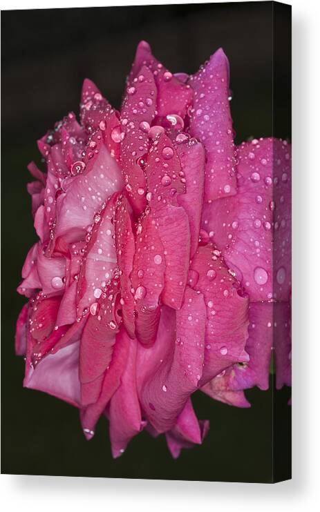 Pink Rose Canvas Print featuring the photograph Pink Rose Wendy Cussons by Steve Purnell