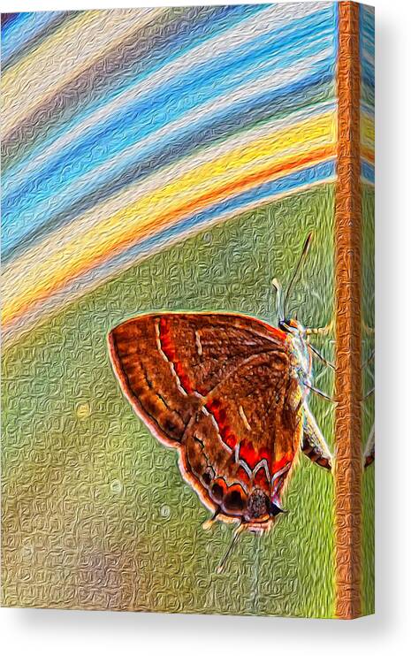 Butterfly Canvas Print featuring the photograph Playroom Butterfly by Bill and Linda Tiepelman
