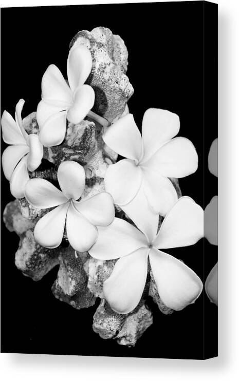 Flowers Canvas Print featuring the photograph Plumeria on Coral by Elizabeth Doran