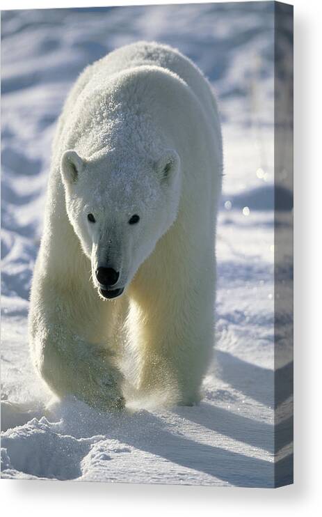 Mp Canvas Print featuring the photograph Polar Bear Ursus Maritimus Walking by Konrad Wothe