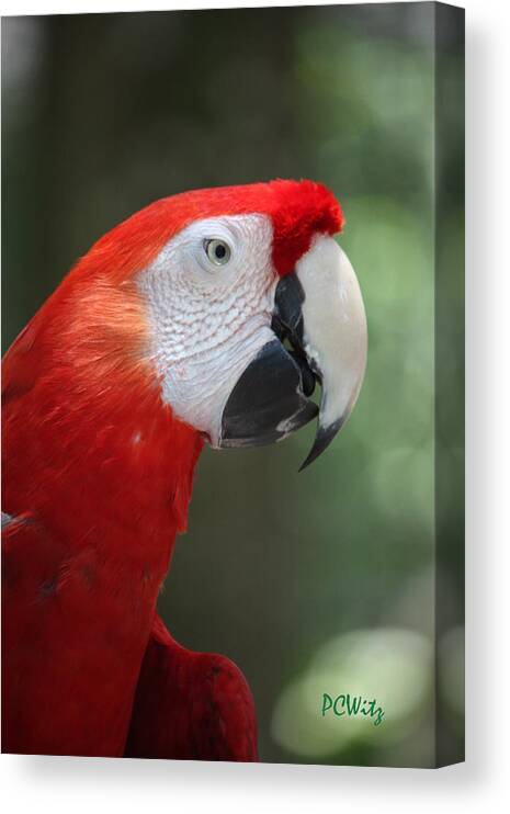 Polly Canvas Print featuring the photograph Polly by Patrick Witz
