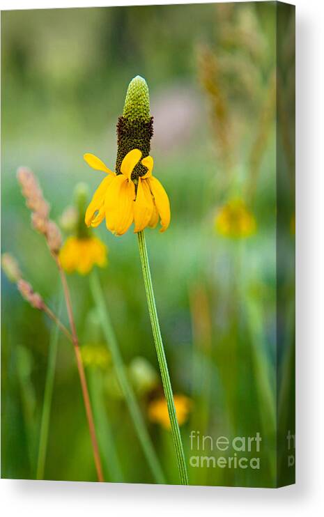 Wildflower Canvas Print featuring the photograph Prairie Coneflower by Barbara Schultheis