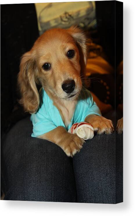 Puppy Canvas Print featuring the photograph Precious Puppy by Diana Haronis